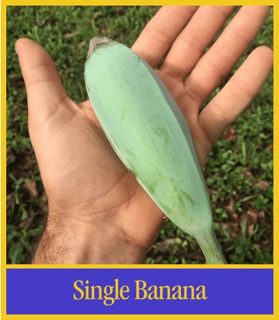 Single Banana