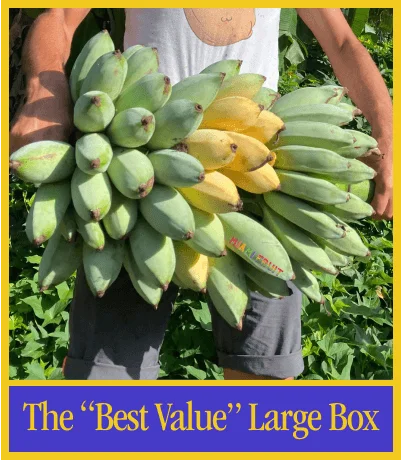 The "Best Value" Large Box