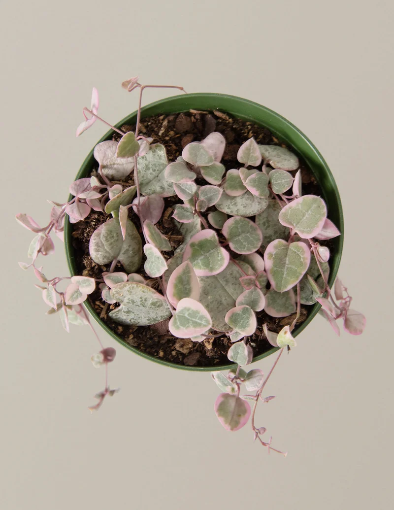 Image of Variegated String of Hearts