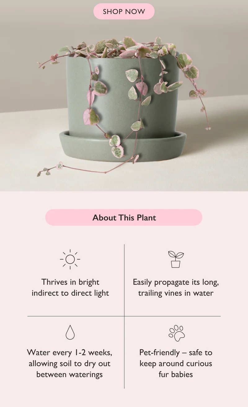 The String of Hearts thrives in bright indirect to direct light. It's easily to propagate in water, and is safe to keep around curious fur babies.