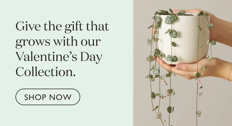 Give the gift that grows with our Valentine's Day Collection.