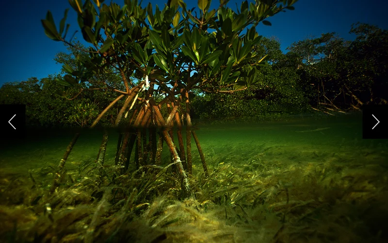 As a red mangrove tree matures, its prop roots take in oxygen and transmit moisture and nutrients to the trunk and branches. They may also trap silt and debris that aid in stabilizing the shoreline.