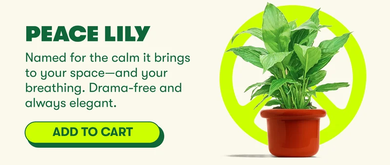 Peace Lily Named for the calm it brings to your space—and your breathing. Drama-free and always elegant.  [ADD TO CART]