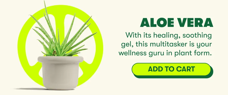 Aloe Vera With its healing, soothing gel, this multitasker is your wellness guru in plant form. [ADD TO CART]