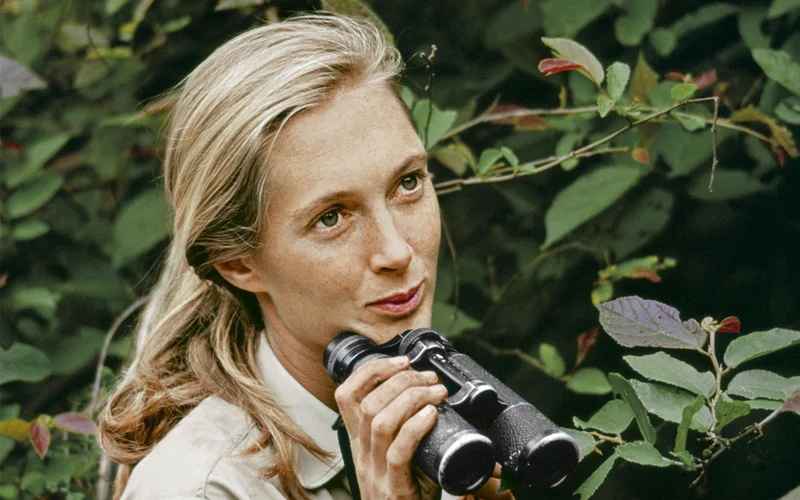 An image of Jane Goodall