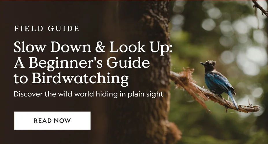 Slow Down & Look Up: A Beginner’s Guide to Birdwatching