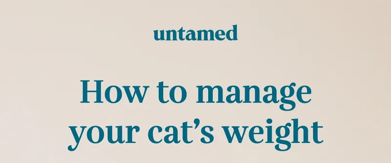How to manage your cat’s weight