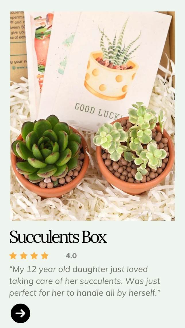 Succulents Box