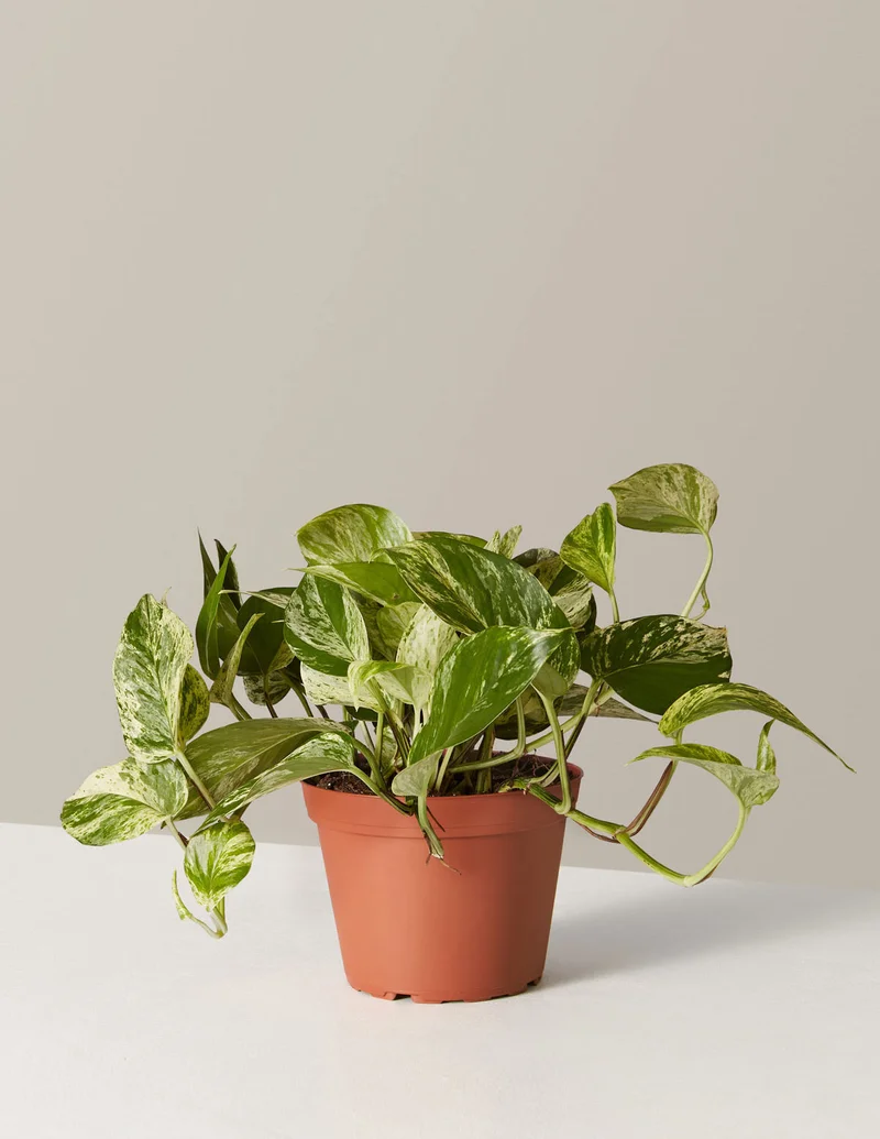 Image of Pothos Marble Queen
