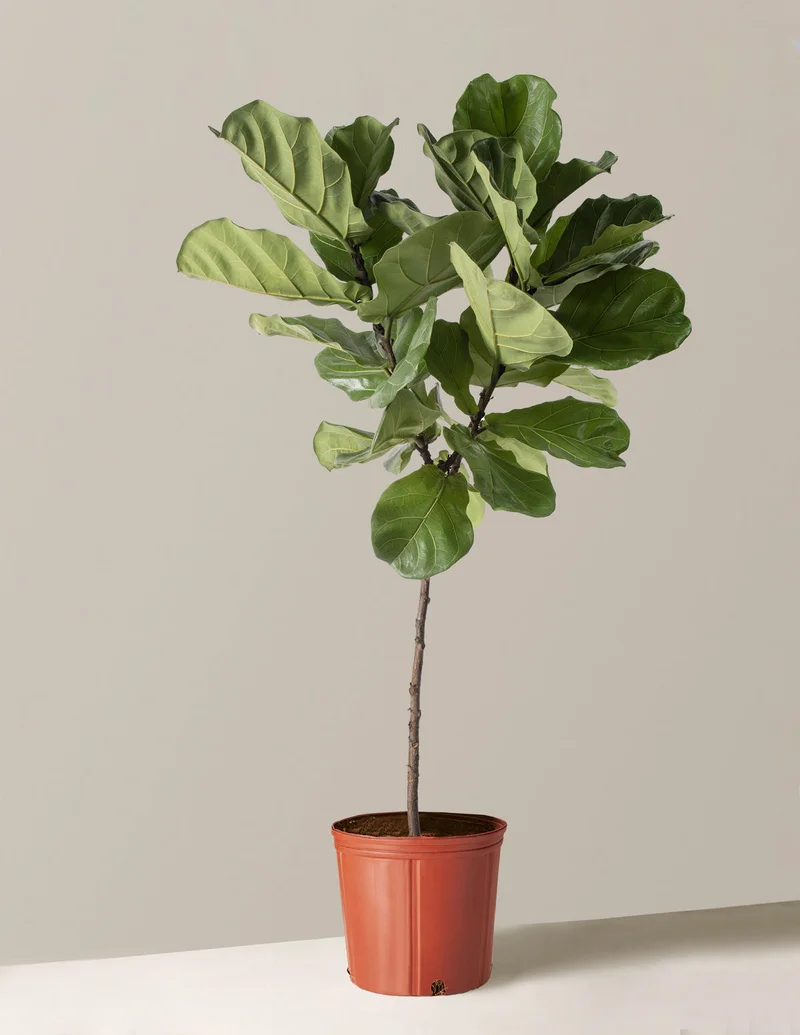 Image of Large Fiddle Leaf Fig