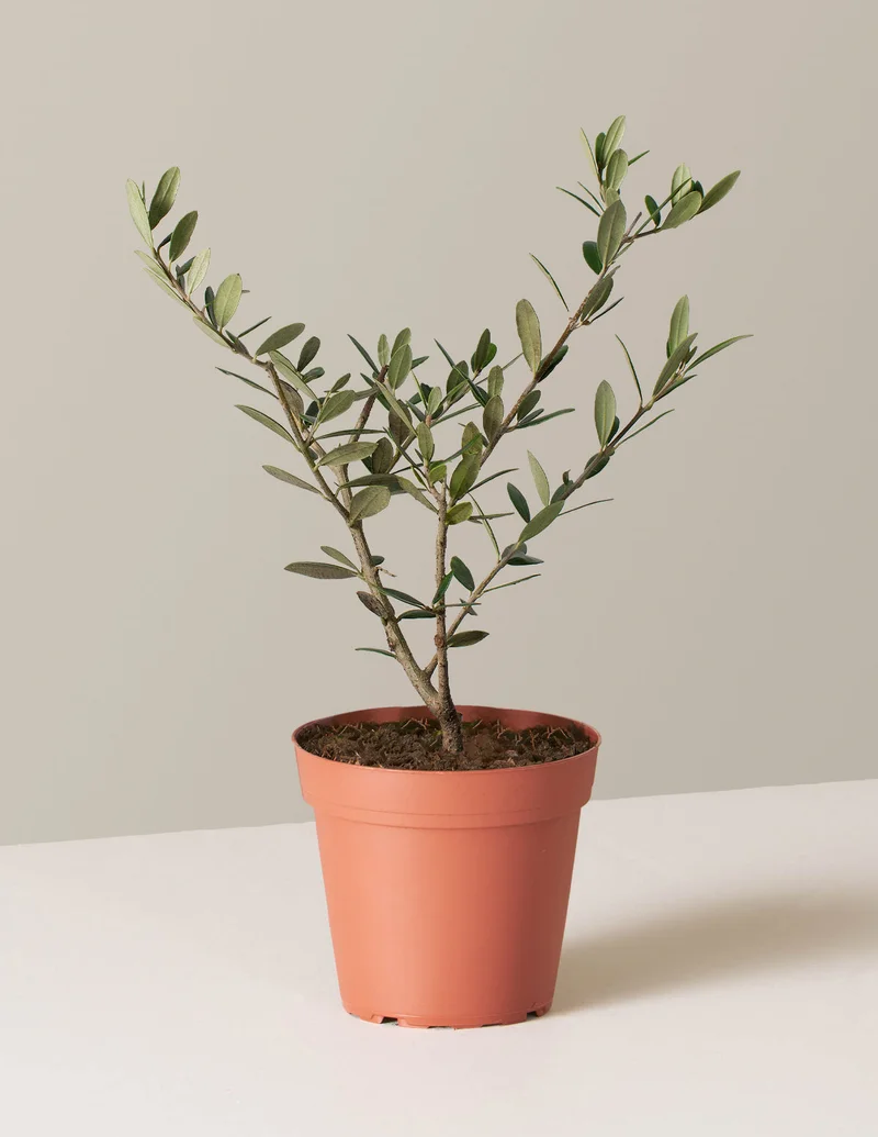 Image of Olive Tree
