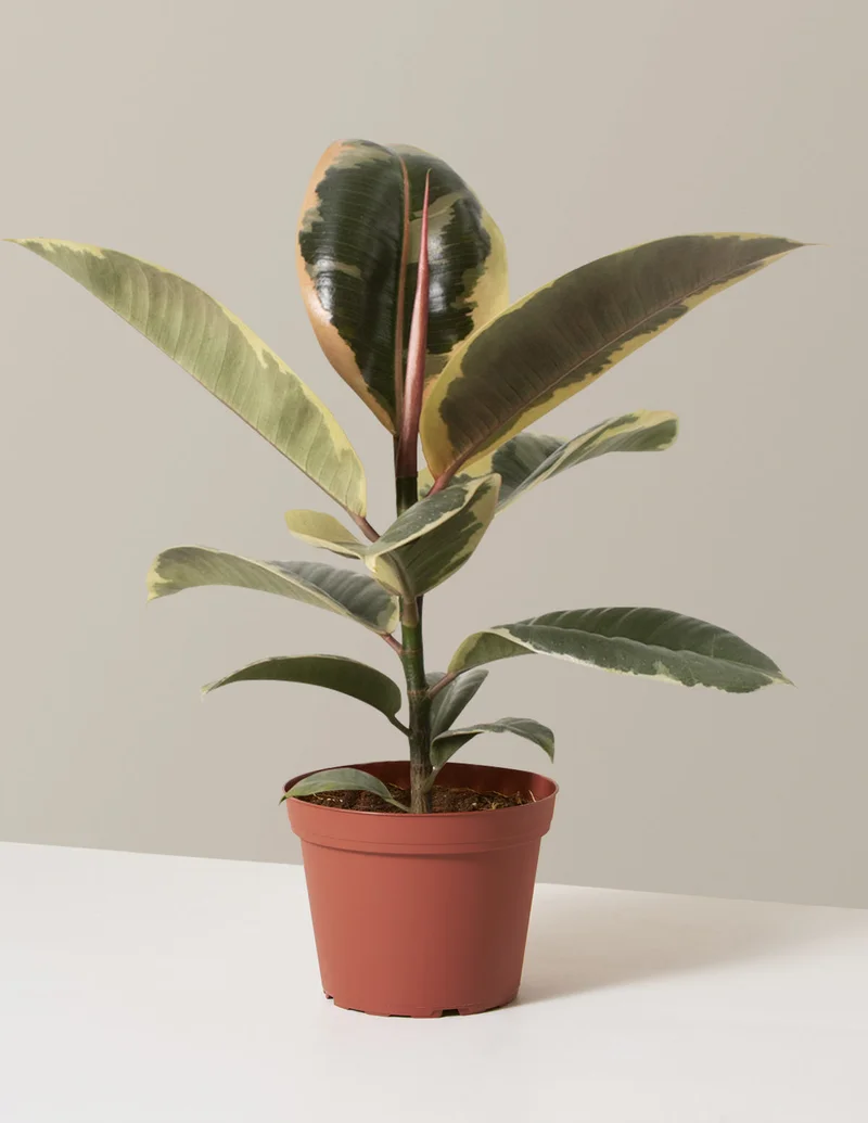 Image of Ficus Tineke