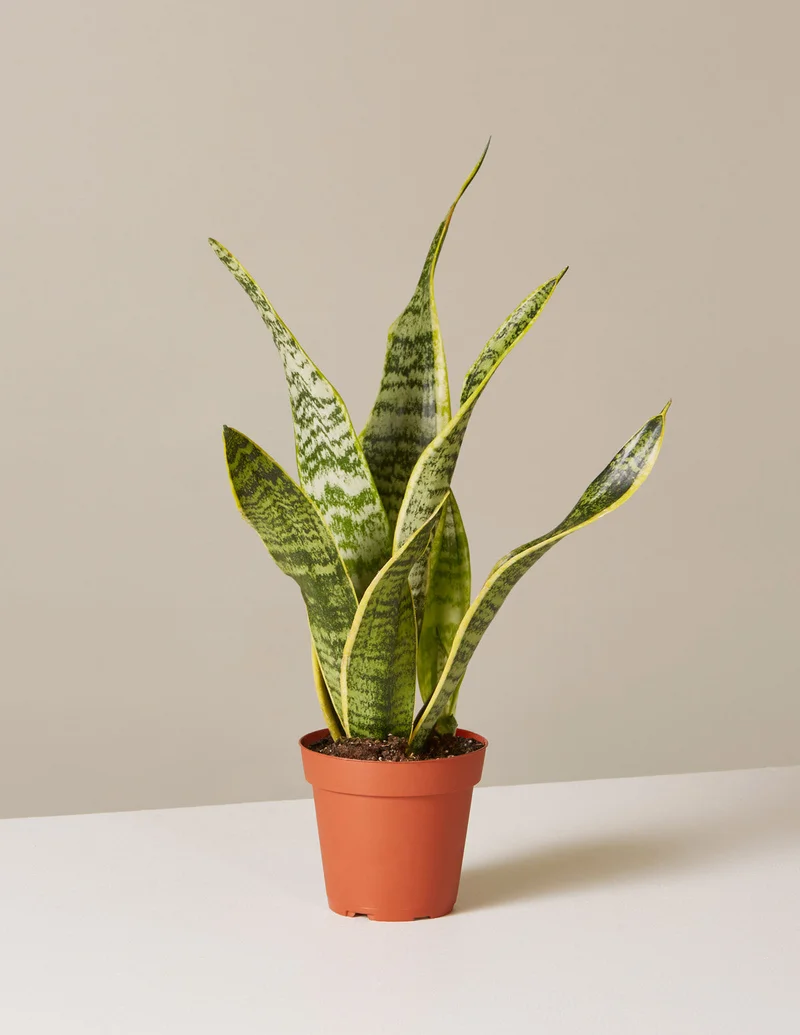 Image of Snake Plant Laurentii