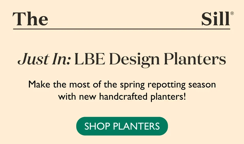 Make the most of the spring repotting season with new handcrafted planters!