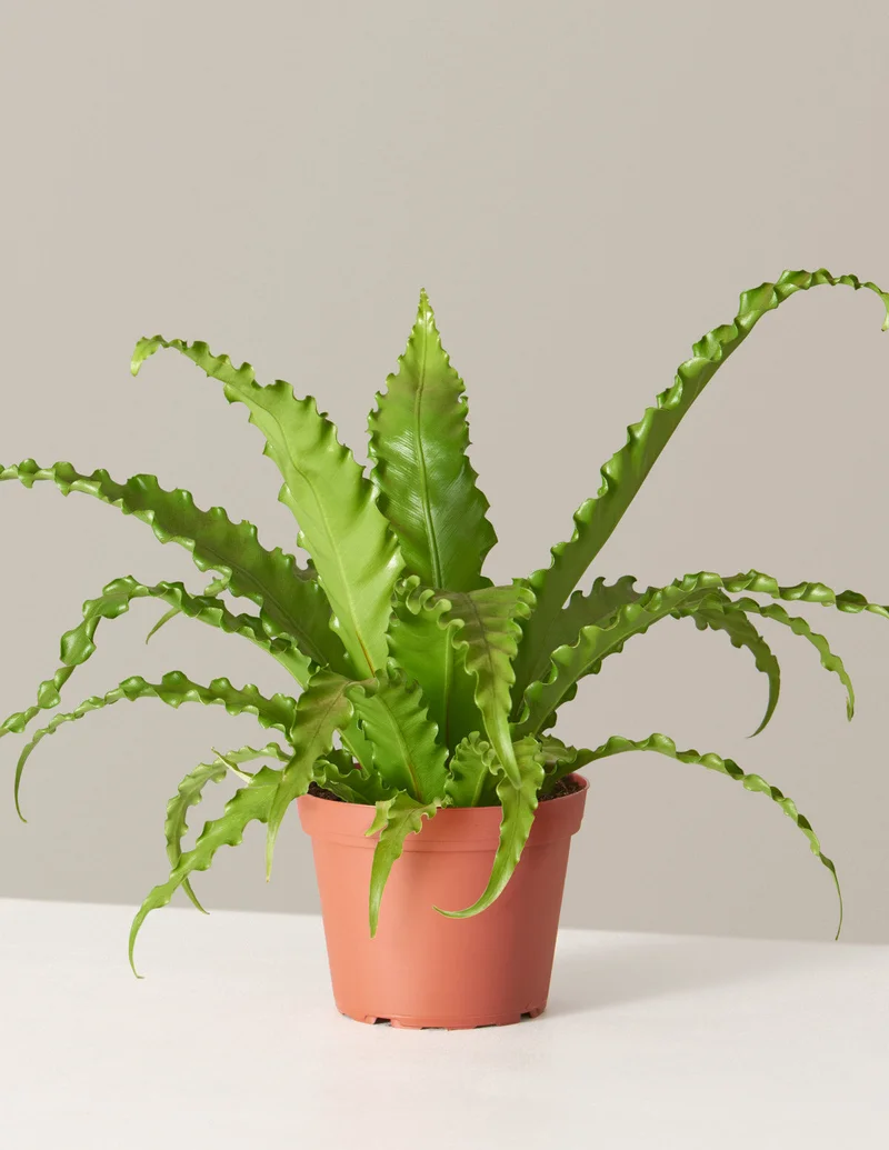 Image of Bird’s Nest Fern