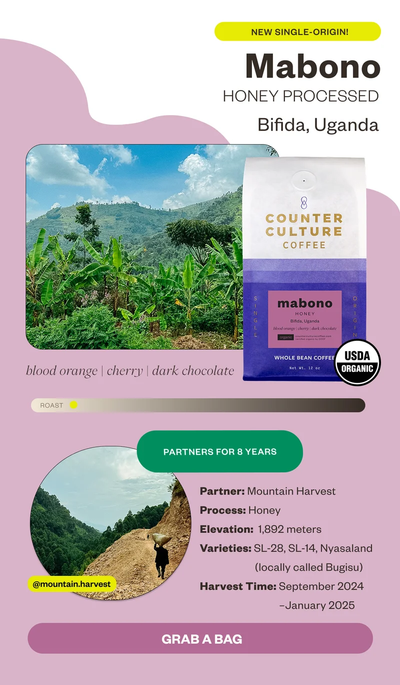 New Single-Origin Mabono Honey Processed Bifida, Uganda dark chocolate berry floral   Partners for 8 yearsProcess: Honey Elevation: 1,892 Varieties: SL-28, SL-14, Nyasaland (locally called Bugisu) Harvest Time: September 2024–January 2025 Grab a Bag