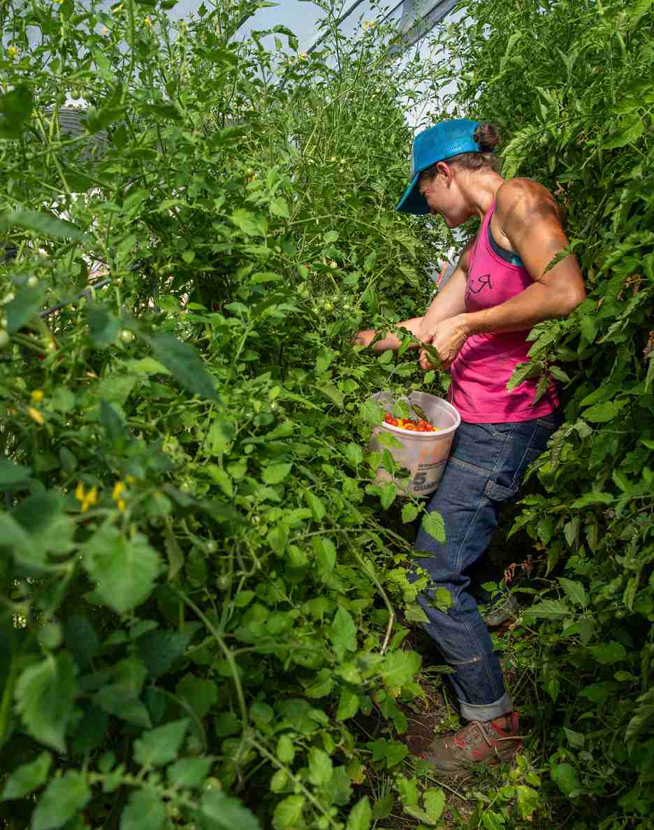 A person picking tomatoes.