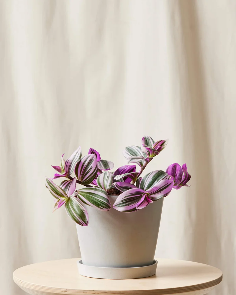 Image of Tradescantia Nanouk