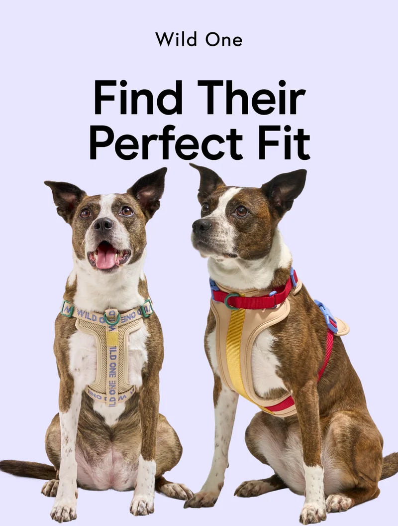 find their perfect fit