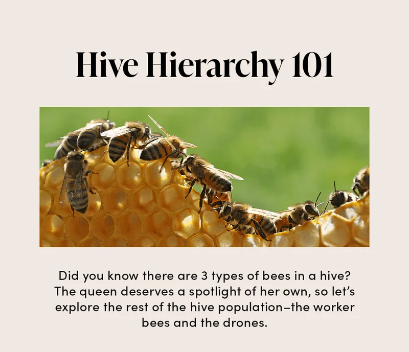 Worker Bees          These all-female bees can perform more than a dozen specialized jobs inside the hive during their short lifespan, which is only 5-7 weeks. Generally there are two main classes of worker bees…    “House” Bees          Younger bees generally work inside the hive, and they do everything to keep the hive running—cleaning, nursing young bees, feeding the queen, building honeycomb, regulating temperature, and repairing the hive with propolis.    “Field” Bees      After a few weeks, older worker bees will start taking on tasks outside the hive, like guarding the hive and foraging. They’ll fly up to 5 miles from the hive to forage for nectar, pollen, propolis resins, and water—which is also when they pollinate plants.
