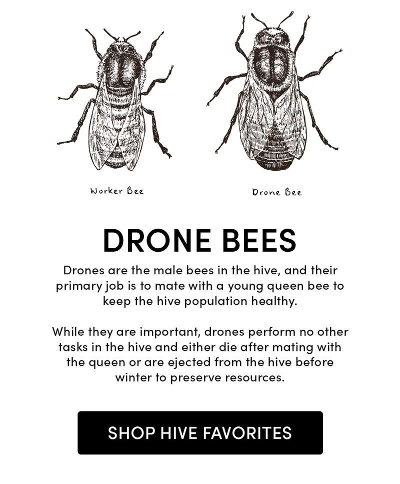 Drone Bees      Drones are the male bees in the hive, and their primary job is to mate with a young queen bee to keep the hive population healthy.     While they are important, drones perform no other tasks in the hive and either die after mating with the queen or are ejected from the hive before winter to preserve resources.
