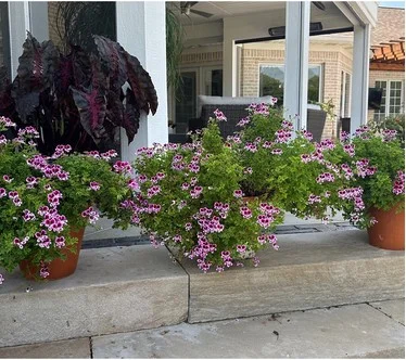 Roberta's 3pc Mosquitaway Citronella Geranium Live Plants