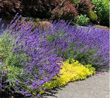Roberta's 4-Piece Sensational Lavender Live Plants