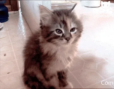 A kitten falling over asleep