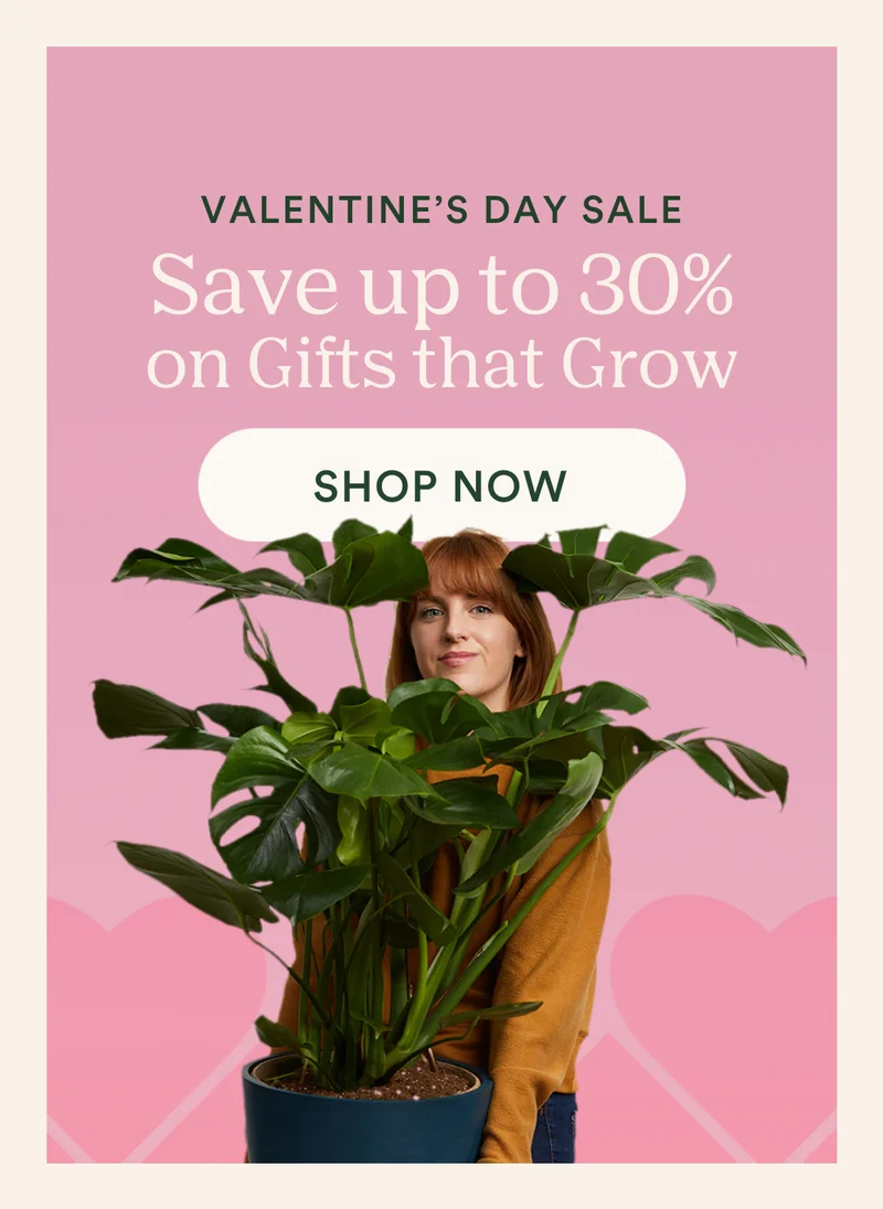 save up to 30% on the valentine's day shop