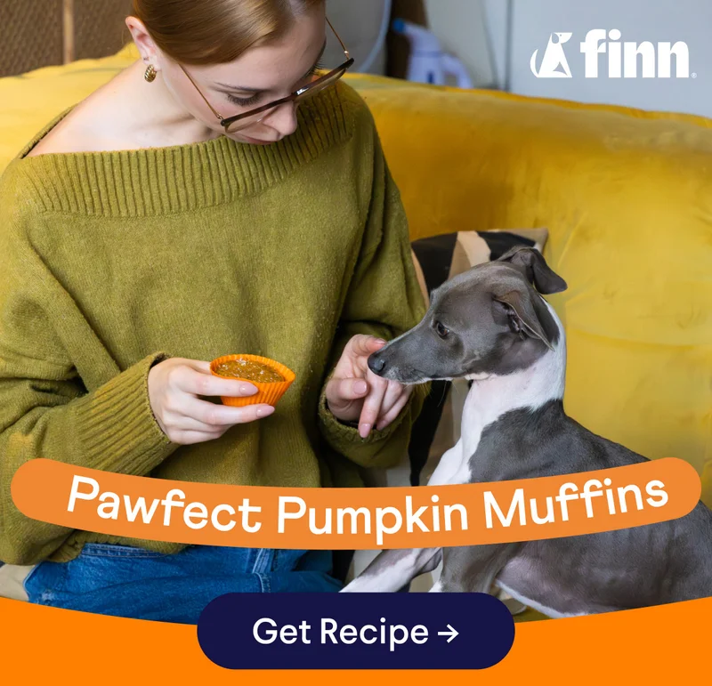 Pawfect Pumpkin Muffins | Get Recipe –>