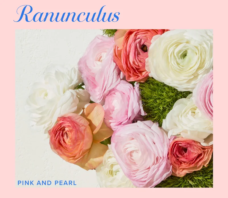 Ranunculus! Featured Bouq: Pink & Pearl