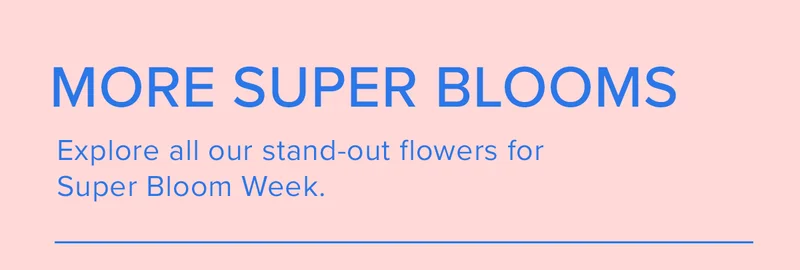 More Super Blooms. Explore all our stand-out flowers for Super Bloom Week.