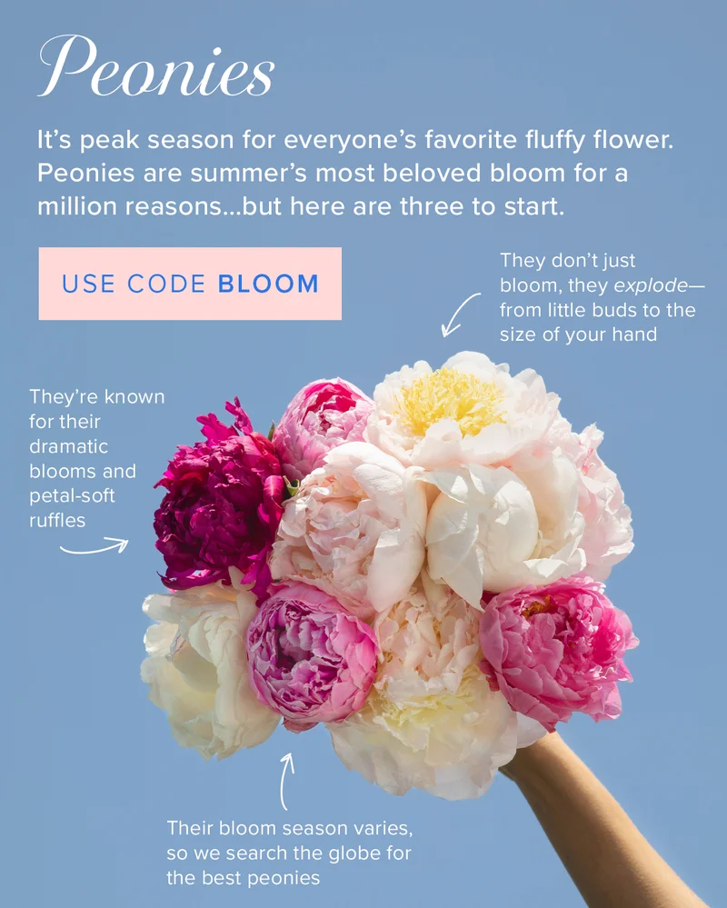 Peonies: It's peak season for everyone's favorite fluffy flower. Peonies are summer’s most beloved bloom for a million reasons...but here are three to start. (1) They don't just  bloom, they explode—from little buds to the size of your hand. (2)They're known for their dramatic blooms and petal-soft ruffles. (3)Their bloom season varies, so we search the globe for the best peonies.