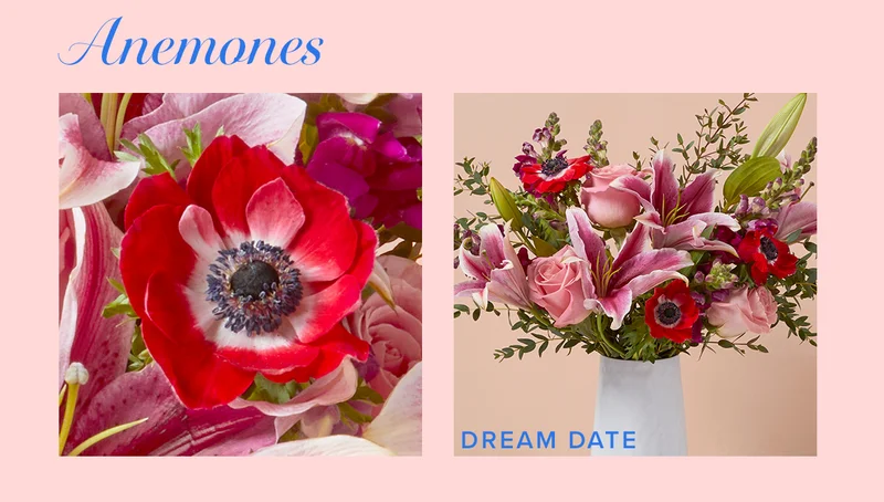 Anemones! Featured Bouq: Dream Date