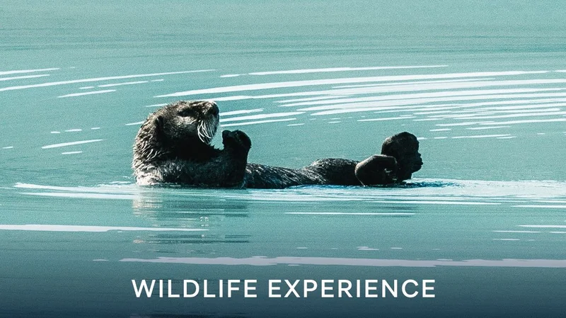 Click to View Cruises & Book Now