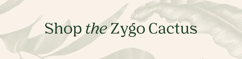 shop the zygo cactus
