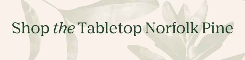 shop the tabletop norfolk pine