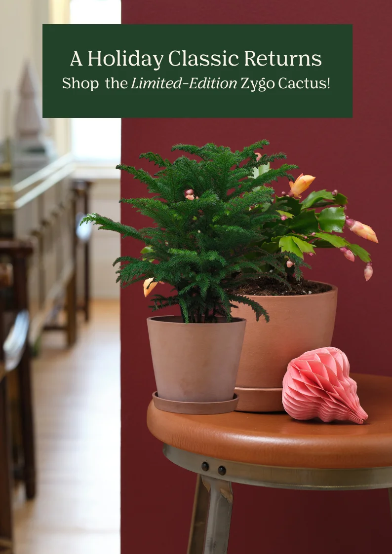 shop the zygo cactus