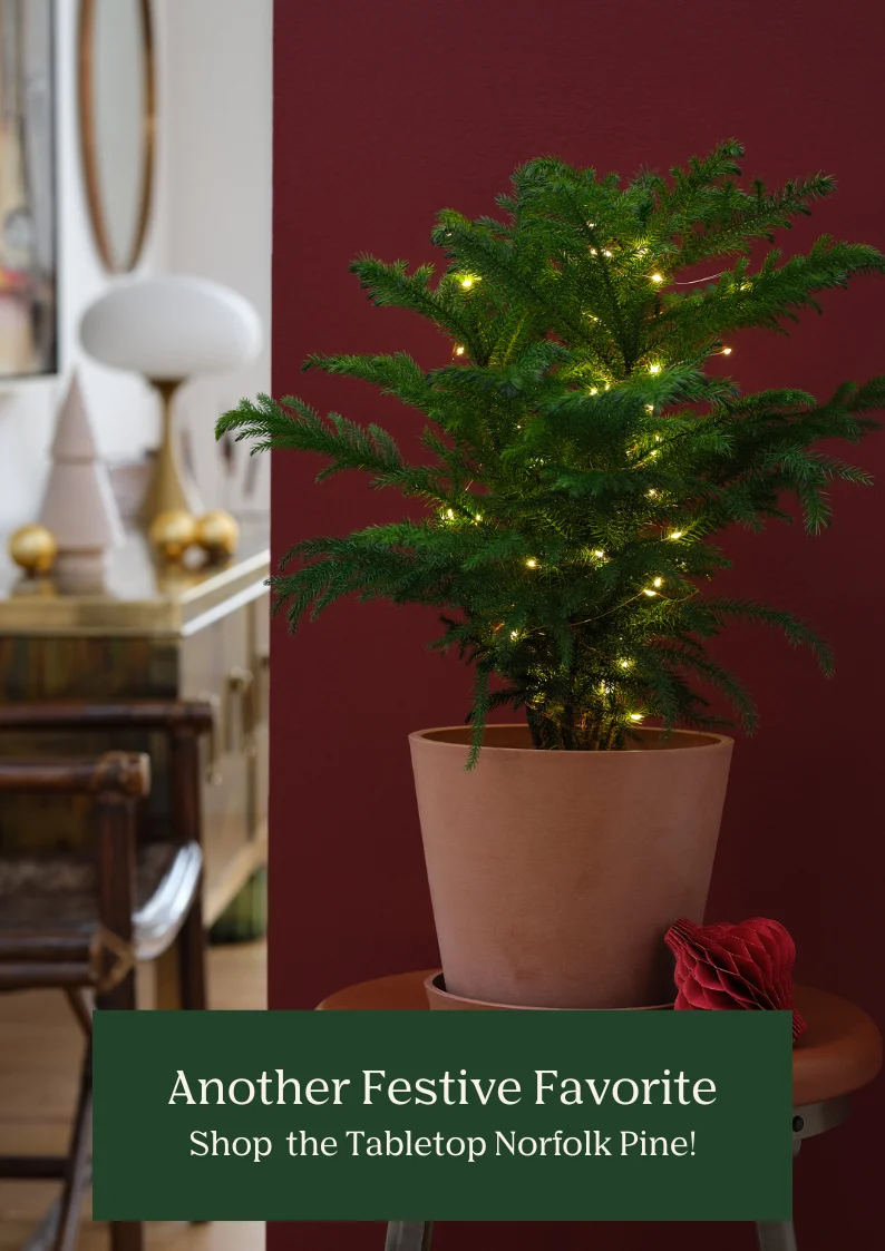 shop the tabletop norfolk pine