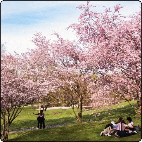 Image Description: A park with pink cherry blossom trees and a small group of people sitting in the grass.