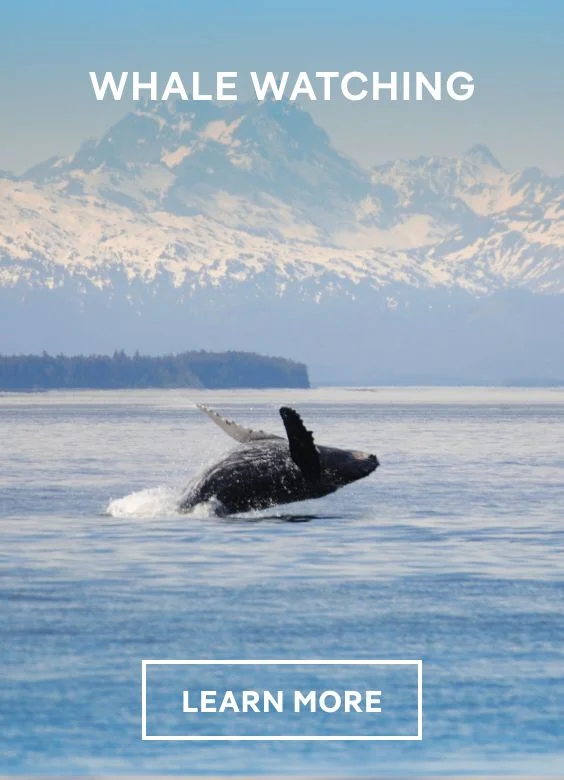 Whale Watching – Click to View Cruises & Book Now Whale Watching – Click to View Cruises & Book Now