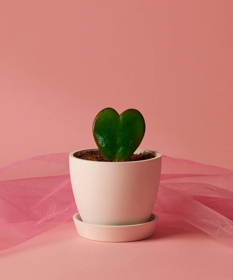 Image of Hoya Heart