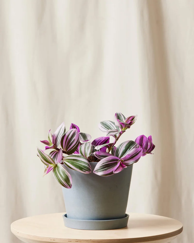 Image of Tradescantia Nanouk