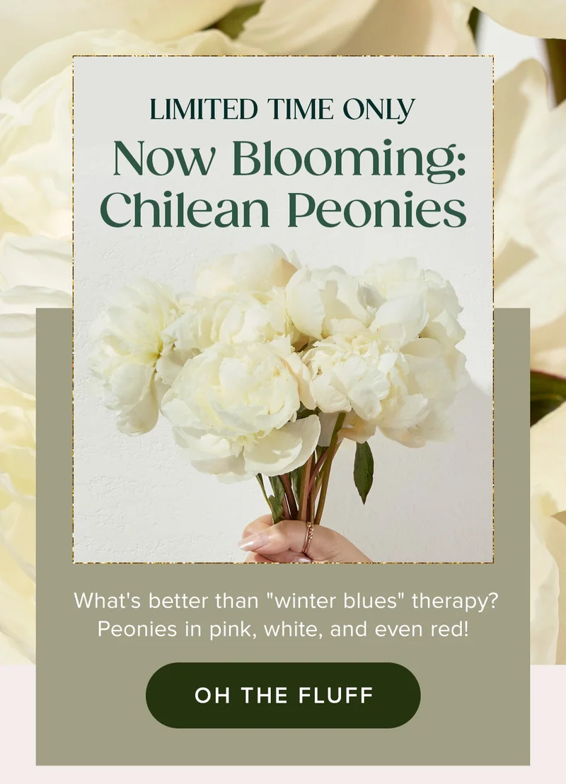 Limited Time Only! Now Blooming: Chilean Peonies. What's better than ''winter blues'' therapy? Peonies in pink, white, and even red! On The Fluff