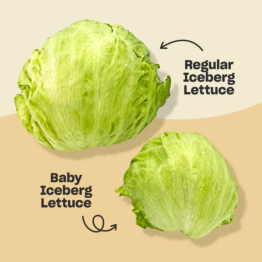 Baby Iceberg Lettuce