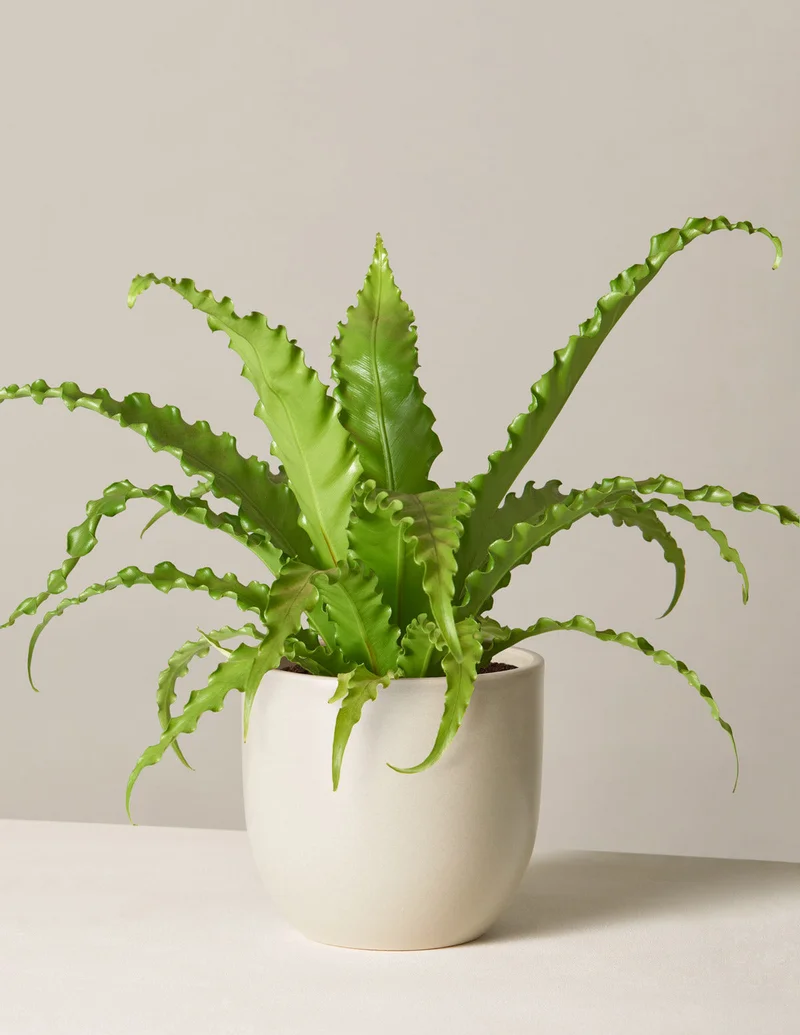 Image of Bird’s Nest Fern