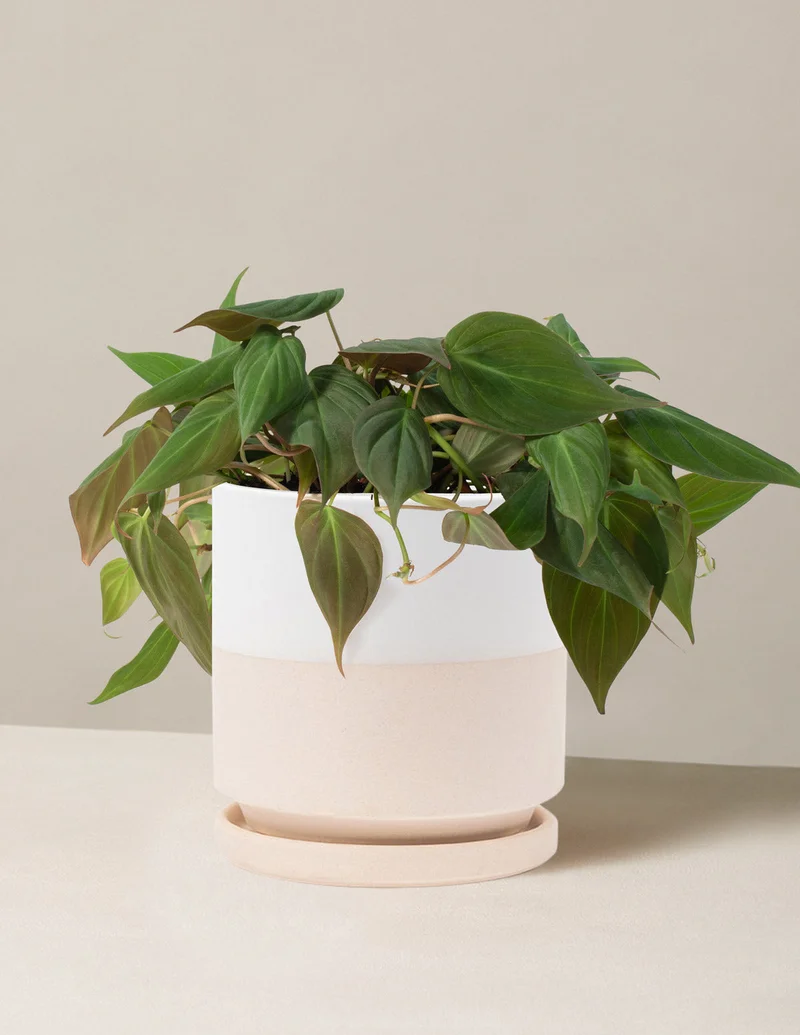Image of Philodendron Micans