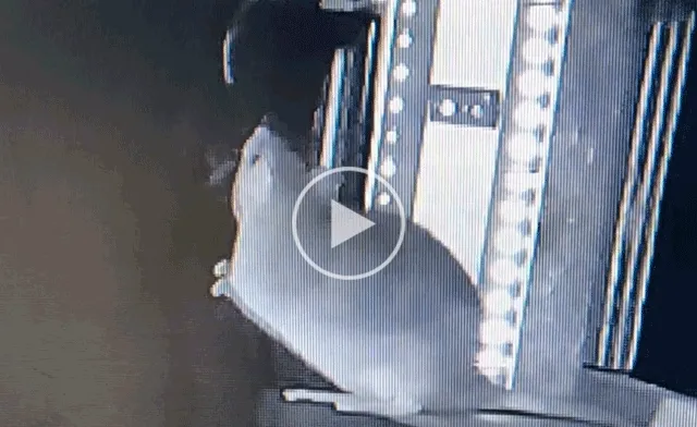 A rat attacks a bat as it flies by in this still image from a video that researchers captured.