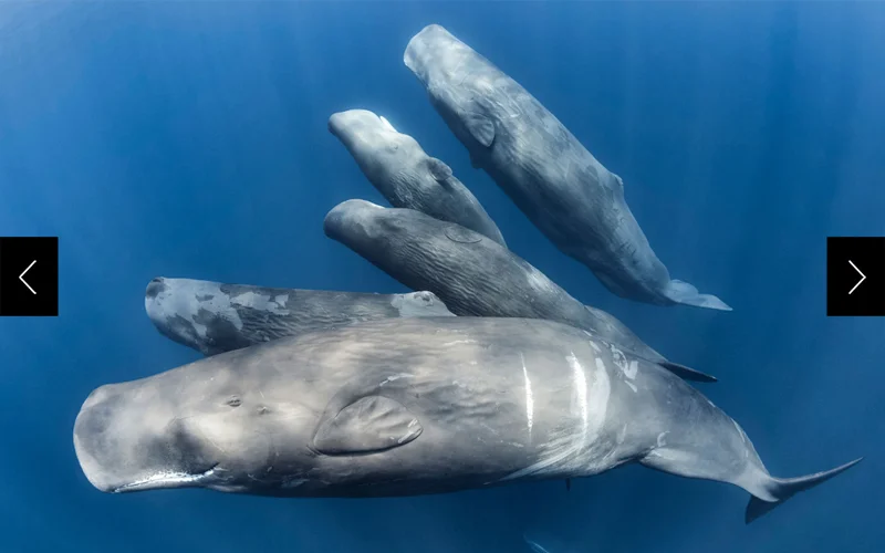 A group of sperm whales (Physeter macrocephalus) swims together in the Indian Ocean.