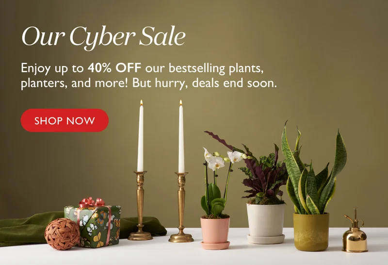 Enjoy up to 40% off our bestselling plants, planters, and more! But hurry, deals end soon.
